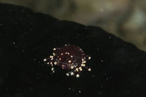 ナマコマルガザミ