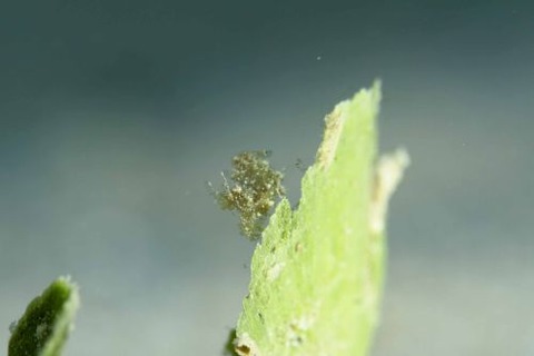 フィコカリス・シムランス