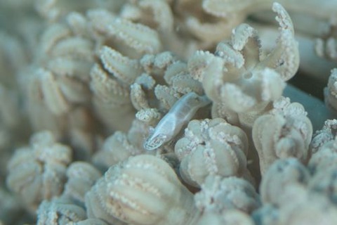 カクレモエビ属の1種