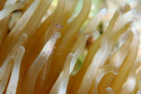 ナデシコカクレエビ