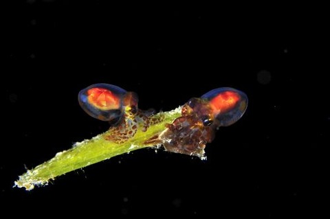 刺激的な水中生物