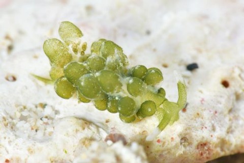 タマミルウミウシ