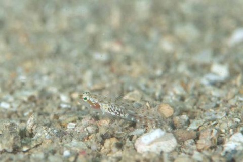 ボンボリイソハゼ