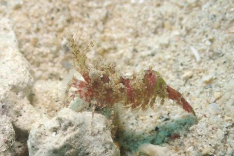 フシウデサンゴモエビ