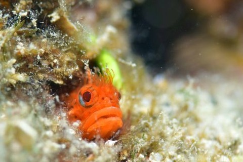 ハダカコケギンポ