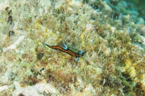 リュウグウウミウシ