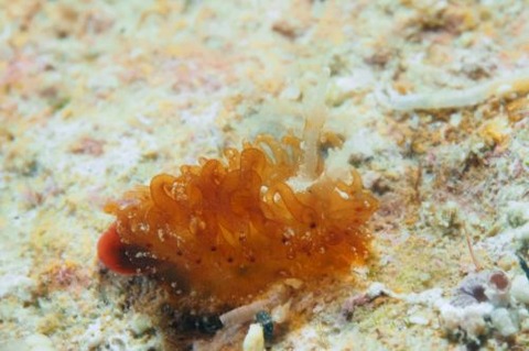 ショウジョウウミウシ科の1種