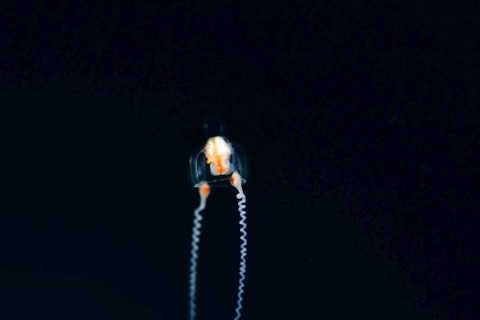 刺激的な水中生物