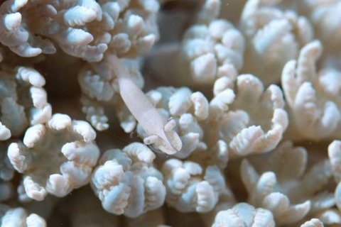 カクレモエビ属の1種