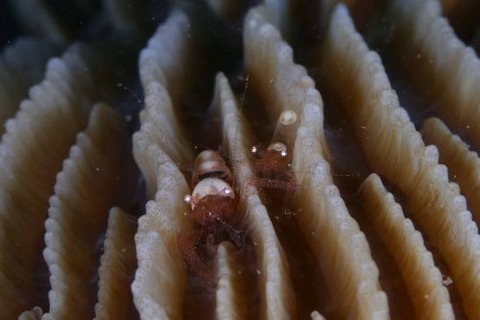 ハモポントニア・フンジコーラ