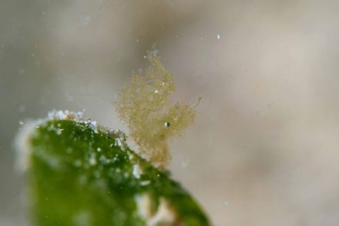 フィコカリス・シムランス