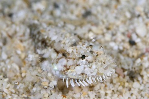 ヒゲモジャハゼ