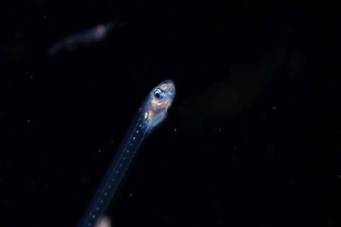 刺激的な水中生物