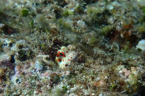 モンツキカエルウオ