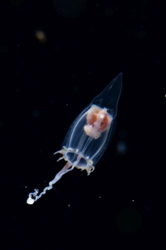 刺激的な水中生物