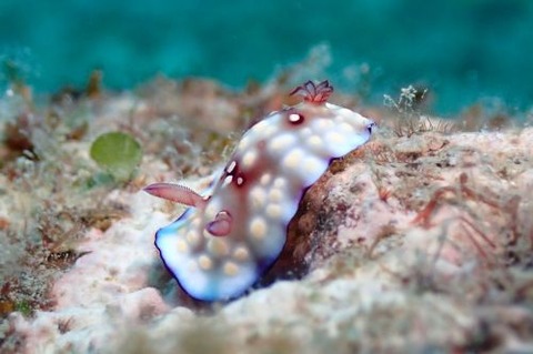 ユウグレイロウミウシ