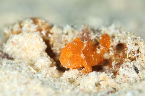 カエルアンコウ科の1種