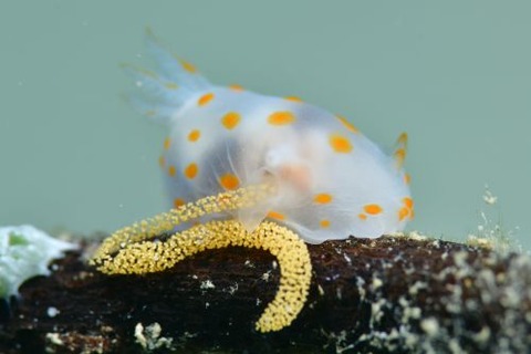 アカボシウミウシ