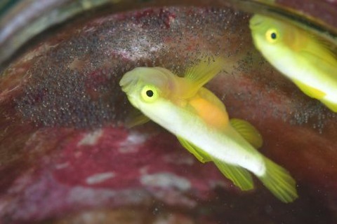ナカモトイロワケハゼ