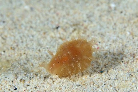 フウセンウミウシ