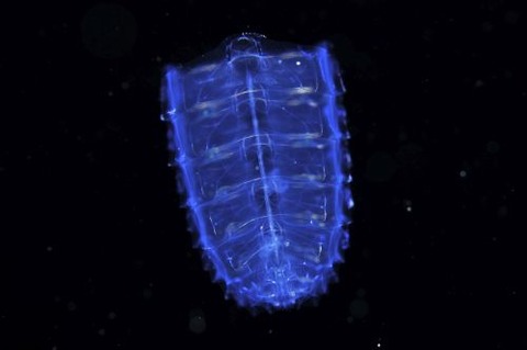 刺激的な水中生物