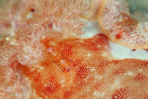 ウミウシカクレエビ