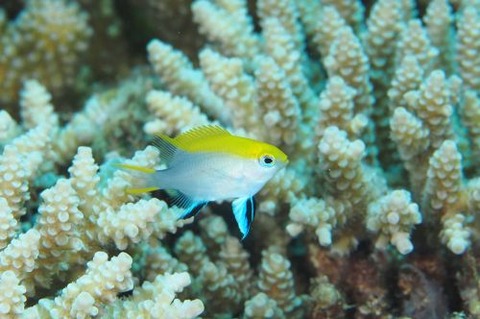 クロスズメダイ