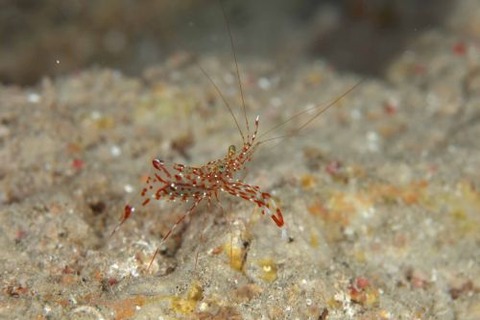 ベンテンコモンエビ