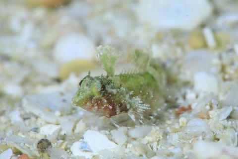 セグロヘビギンポ