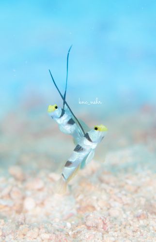 ヒレナガネジリンボウ