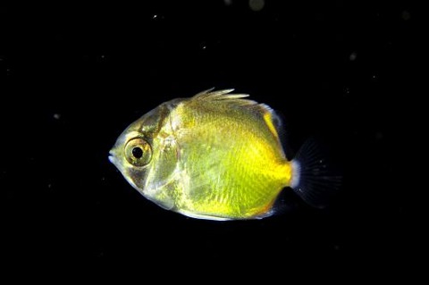 刺激的な水中生物