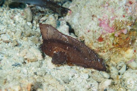 ツマジロオコゼ