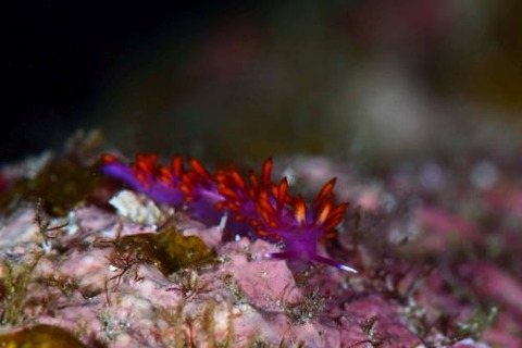 ルージュミノウミウシ