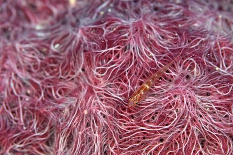 セボシウミタケハゼ