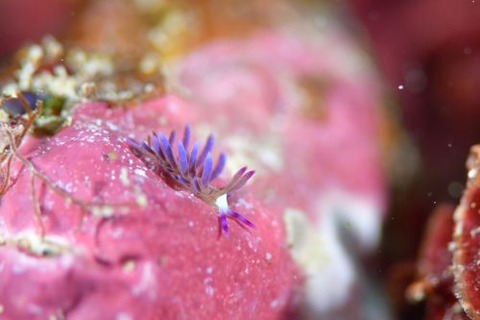 ムカデミノウミウシ