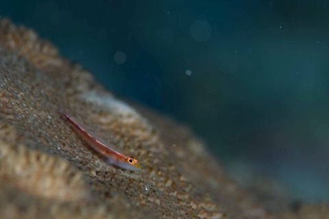 アカスジウミタケハゼ