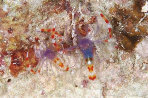 ステノプス・テヌイロストリス