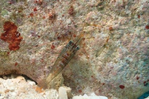 フウライテナガエビ