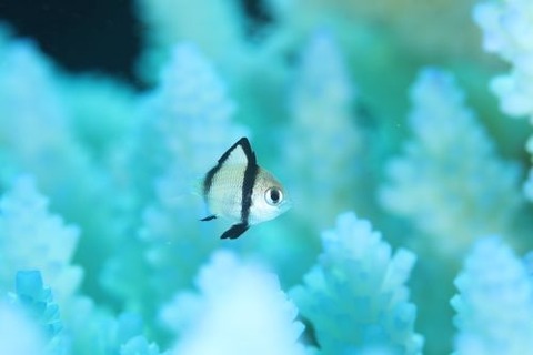 フタスジリュウキュウスズメダイ