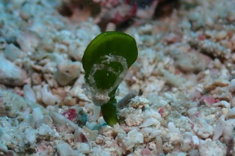 コシオリエビ科の1種