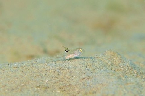 ハゼ科の1種