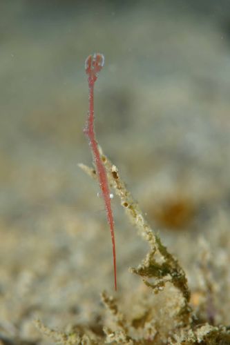 トガリモエビ属の1種