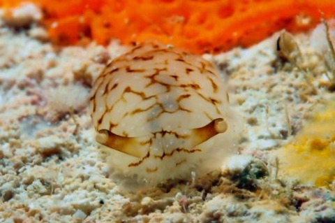 ツノウミフクロウ