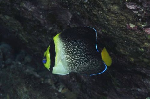 チリメンヤッコ