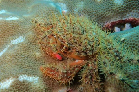 ウミハリネズミ