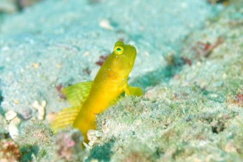 フタホシタカノハハゼ