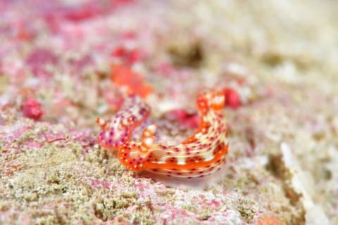 センテンイロウミウシ