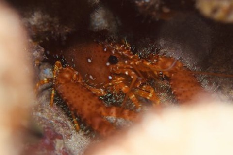 ショウグンエビ