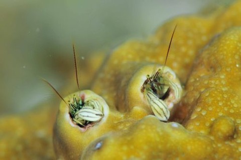 カンザシヤドカリ