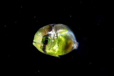 刺激的な水中生物